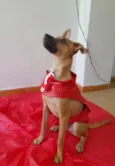 Cachorro raça Srd idade 1 ano nome Bidu