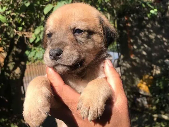 Cachorro ra a Vira lata  idade 2 a 6 meses nome (Sem nomes)