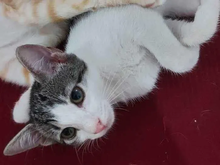 Gato raça Sem raça definida  idade 2 a 6 meses nome Milla - CASTRADA