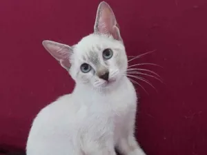 Gato raça Sem raça definida  idade 2 a 6 meses nome Maia - CASTRADA