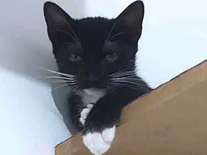 Gato raça Sem raça definida  idade 2 a 6 meses nome Meg - CASTRADA