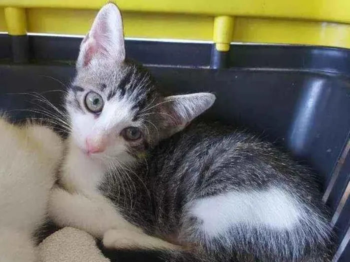 Gato raça Sem raça definida  idade 2 a 6 meses nome Molly - CASTRADO 