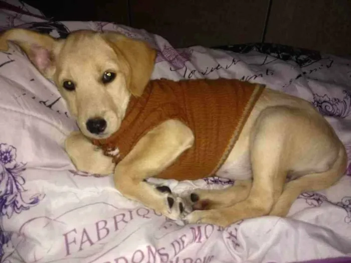 Cachorro ra a SRD idade 2 a 6 meses nome Cristal