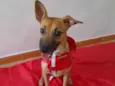 Cachorro raça Srd idade 1 ano nome Bidu