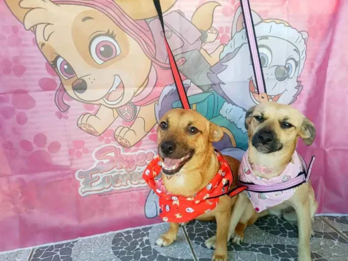 Cachorro raça SRD idade 7 a 11 meses nome Theo e Clara