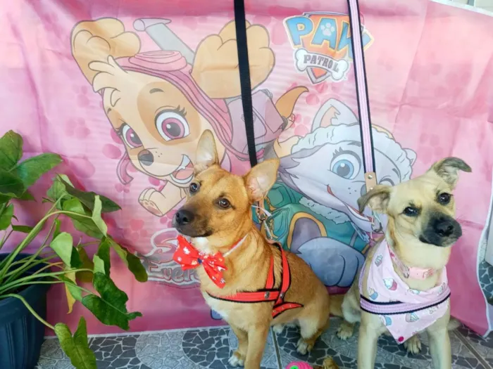 Cachorro raça SRD idade 7 a 11 meses nome Theo e Clara