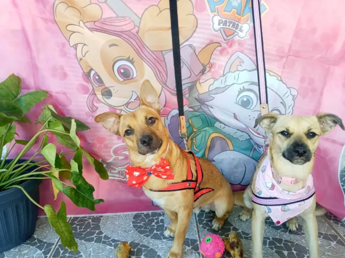 Cachorro raça SRD idade 7 a 11 meses nome Theo e Clara