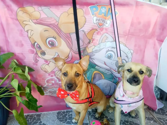 Cachorro raça SRD idade 7 a 11 meses nome Theo e Clara