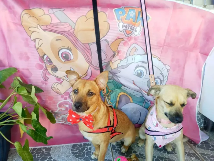 Cachorro raça SRD idade 7 a 11 meses nome Theo e Clara