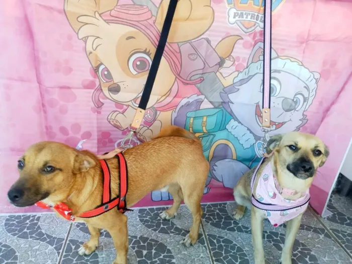 Cachorro raça SRD idade 7 a 11 meses nome Theo e Clara