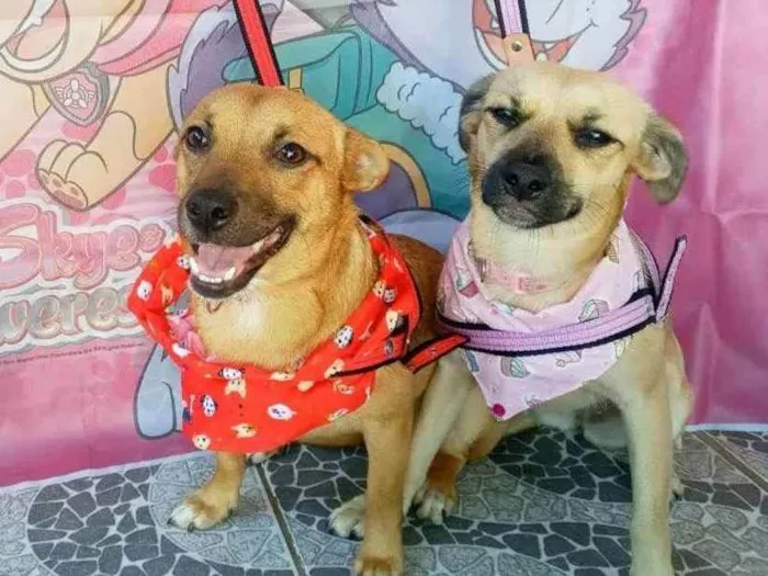 Cachorro raça SRD idade 7 a 11 meses nome Theo e Clara