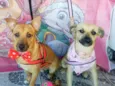 Cachorro raça SRD idade 7 a 11 meses nome Theo e Clara