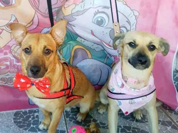 Cachorro raça SRD idade 7 a 11 meses nome Theo e Clara