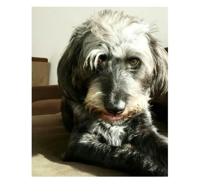 Cachorro raça Sem raça definida idade 3 anos nome Maya
