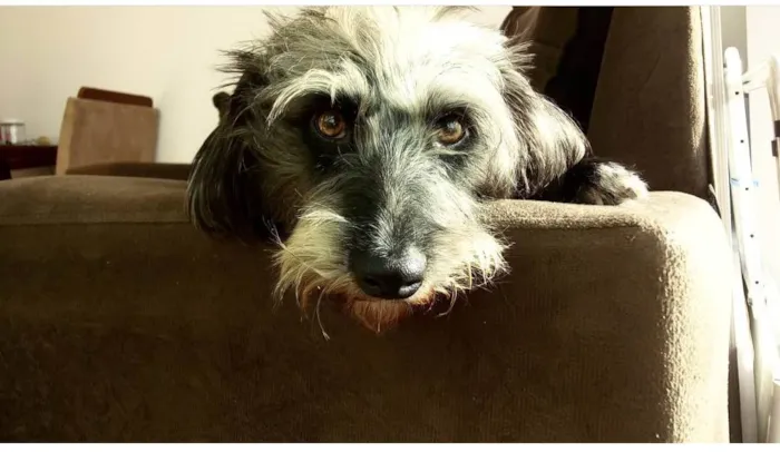 Cachorro raça Sem raça definida idade 3 anos nome Maya