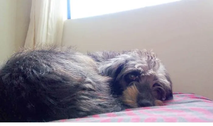 Cachorro raça Sem raça definida idade 3 anos nome Maya