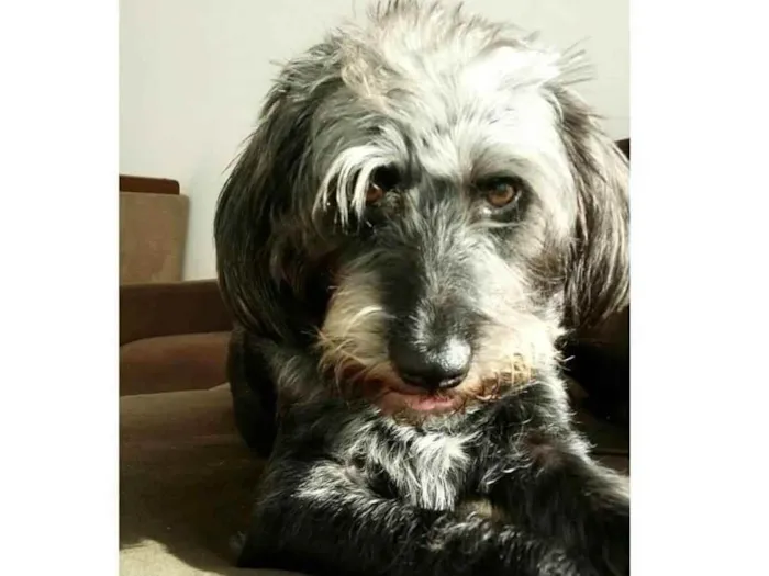 Cachorro raça Sem raça definida idade 3 anos nome Maya