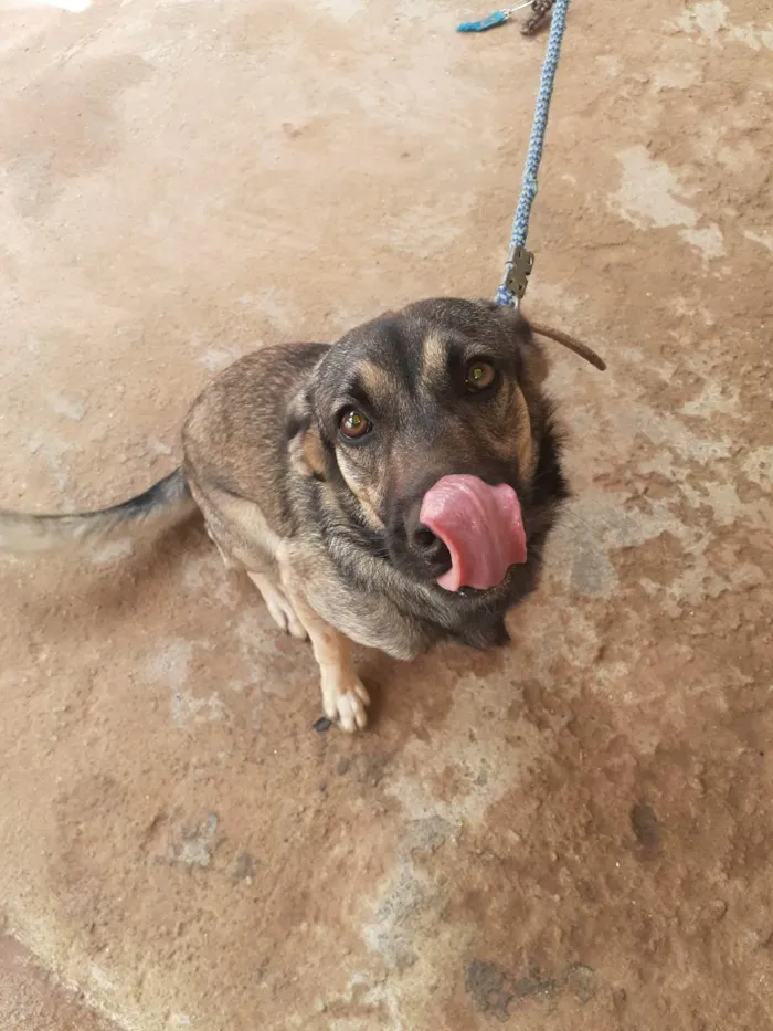 Cachorro raça Vira lata idade 2 anos nome Thedy Marley
