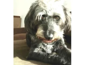 Cachorro raça Sem raça definida idade 3 anos nome Maya