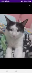 Nenis