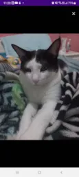 Nenis