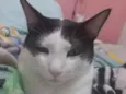 Nenis