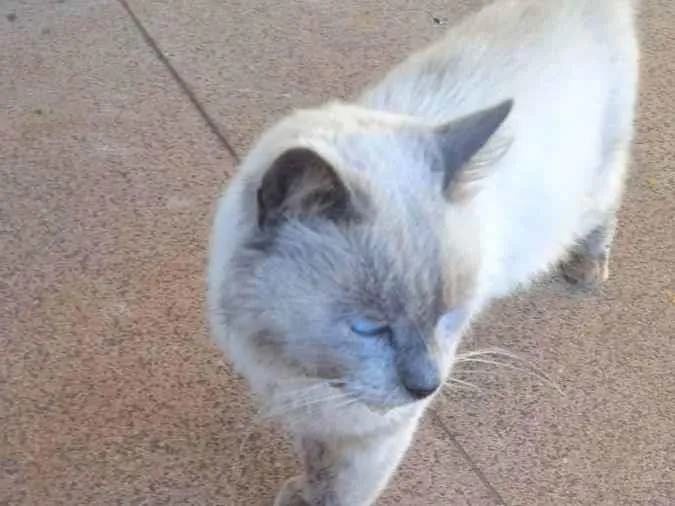 Gato ra a sialata idade 6 ou mais anos nome Blue