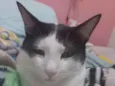 Nenis