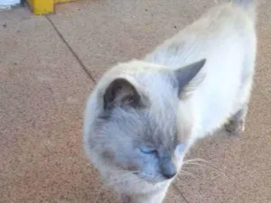 Gato raça sialata idade 6 ou mais anos nome Blue