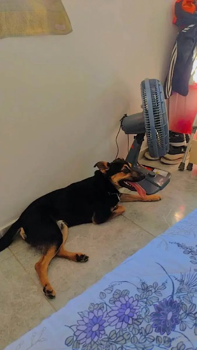 Cachorro ra a Vira lata  idade 1 ano nome Fred