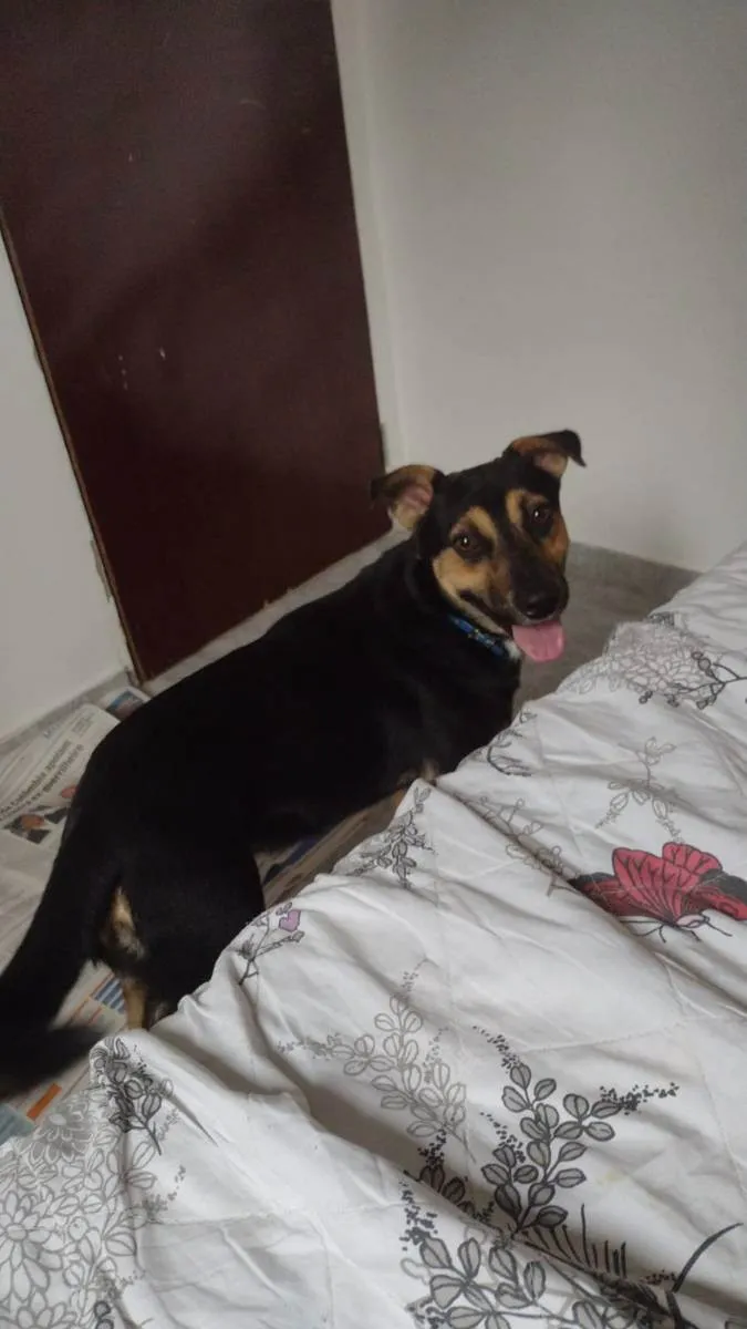 Cachorro ra a Vira lata  idade 1 ano nome Fred