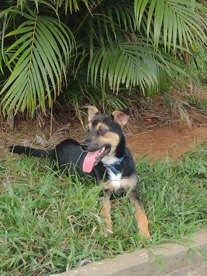 Cachorro ra a Vira lata  idade 1 ano nome Fred