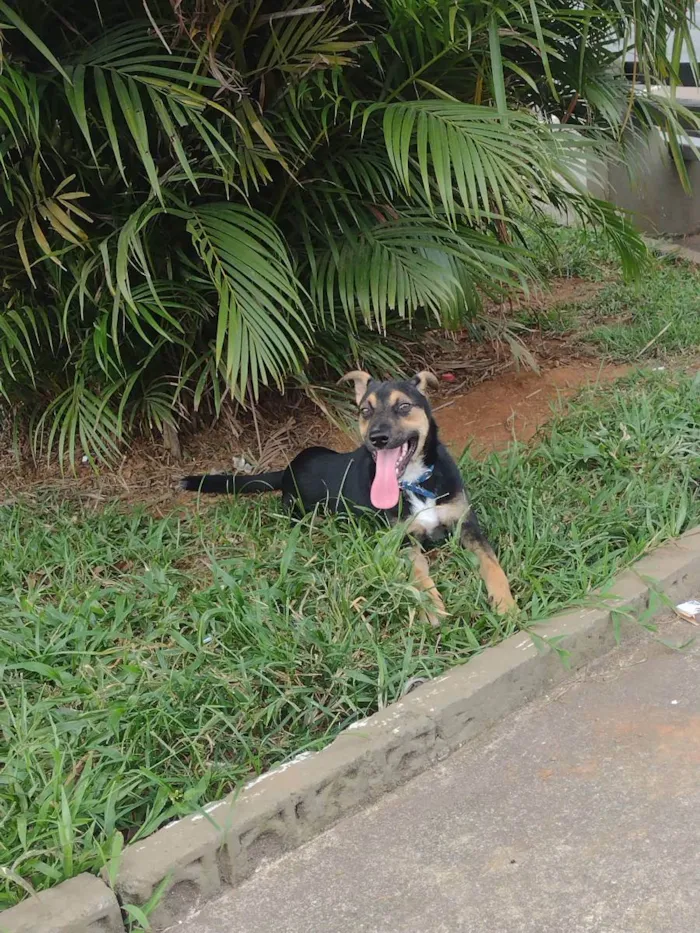 Cachorro ra a Vira lata  idade 1 ano nome Fred