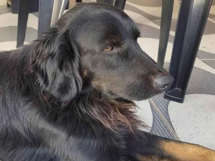 Cachorro ra a Mestiço  idade 7 a 11 meses nome Beethoven 