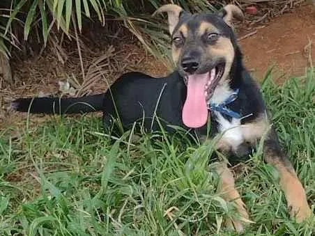 Cachorro ra a Vira lata  idade 1 ano nome Fred