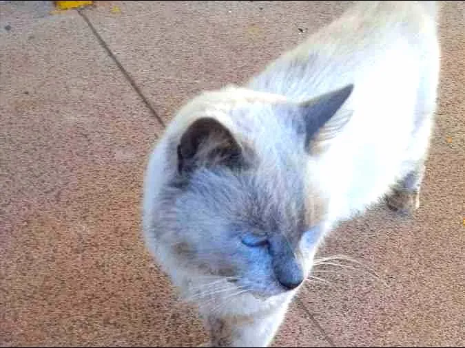 Gato ra a sialata idade 6 ou mais anos nome Blue
