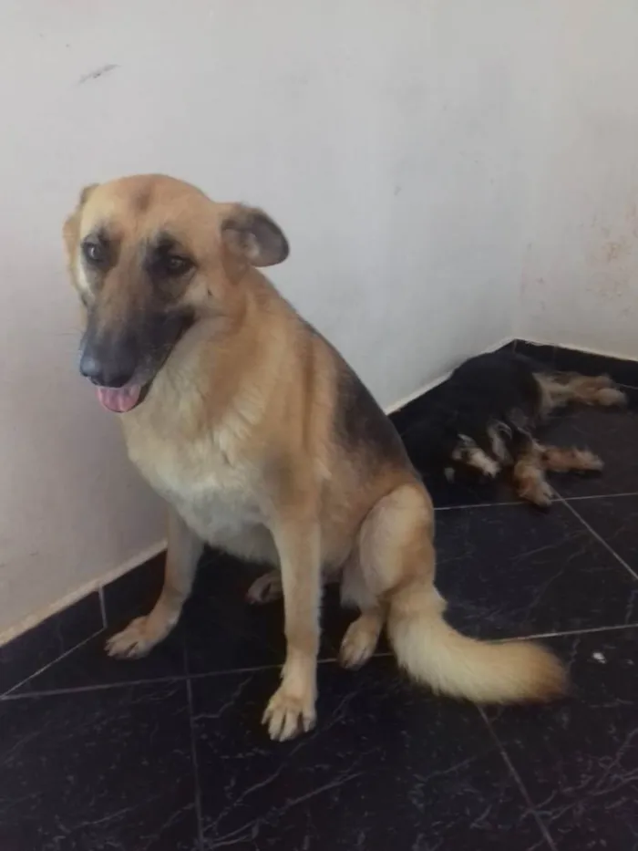 Cachorro ra a Pastora belga idade 2 anos nome Pastora