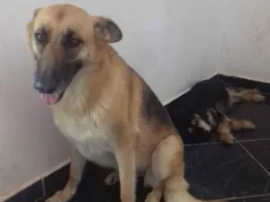 Cachorro raça Pastora belga idade 2 anos nome Pastora