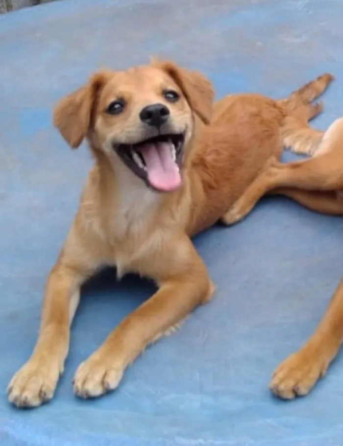 Cachorro ra a Viralata idade 3 anos nome Loren