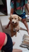 Luna (filhotes sem)