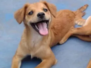 Cachorro raça Viralata idade 3 anos nome Loren