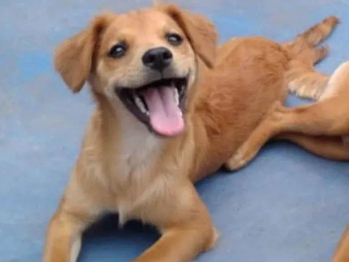 Cachorro ra a Viralata idade 3 anos nome Loren