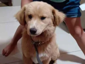 Cachorro raça Golden com raça duvidosa idade 1 ano nome Luna (filhotes sem)