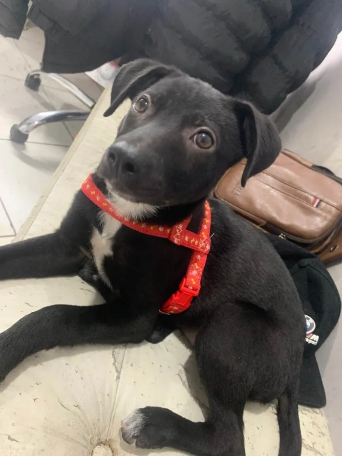 Cachorro raça Sem raça definida  idade 2 a 6 meses nome Toquio