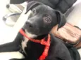 Cachorro raça Sem raça definida  idade 2 a 6 meses nome Toquio