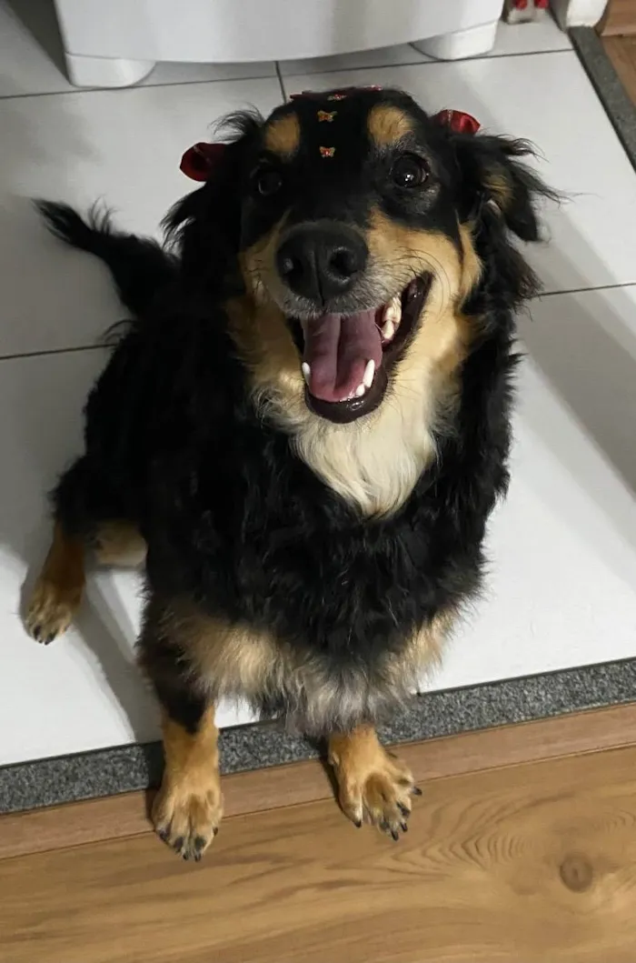 Cachorro ra a Sem raça definida  idade 1 ano nome Nutella