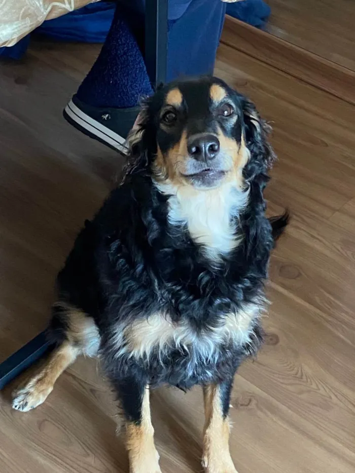 Cachorro ra a Sem raça definida  idade 1 ano nome Nutella