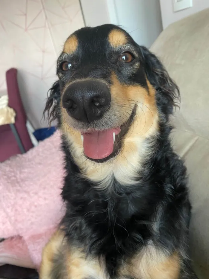 Cachorro ra a Sem raça definida  idade 1 ano nome Nutella
