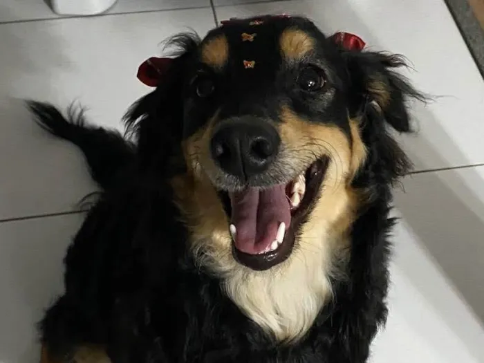 Cachorro ra a Sem raça definida  idade 1 ano nome Nutella