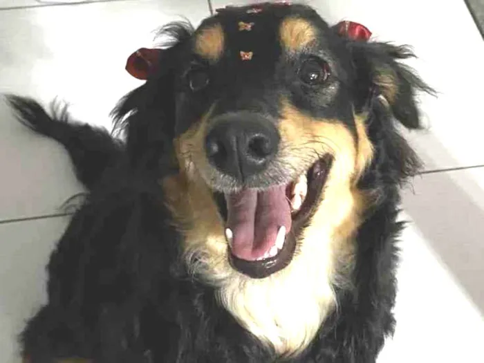 Cachorro ra a Sem raça definida  idade 1 ano nome Nutella